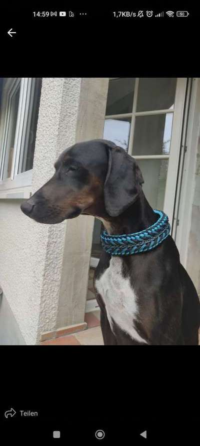 Biothane  Zugstopphalsband-Beitrag-Bild