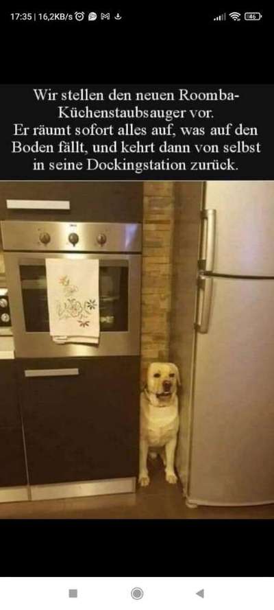 Hunde Memes-Beitrag-Bild