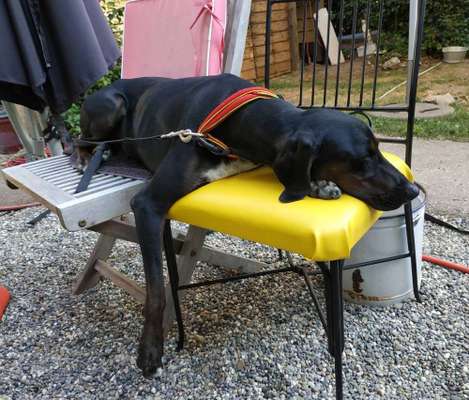 Foto Challenge 112 
ungewöhnliche Schlafplätze-Beitrag-Bild