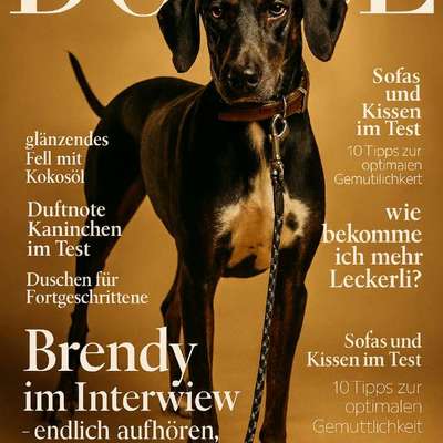 Hunde Memes-Beitrag-Bild