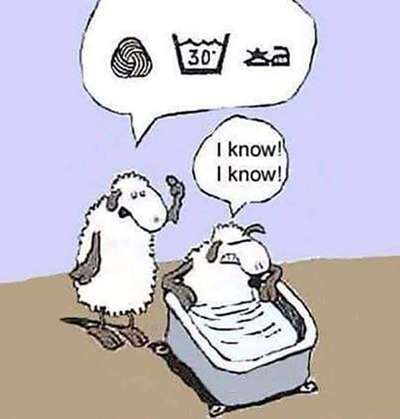 Hunde Memes-Beitrag-Bild