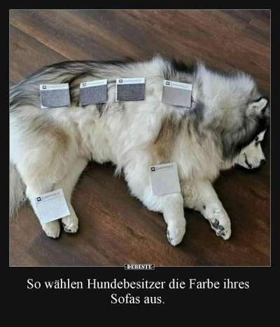 Hunde Memes-Beitrag-Bild