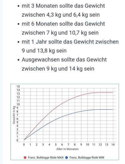 Futtermenge Jack Russell-Beitrag-Bild