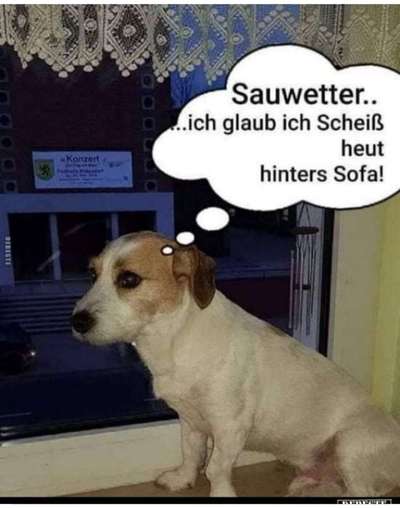 Windhunde - Treffen der besonderen Schönheiten
HERZLICH WILLKOMMEN-Beitrag-Bild