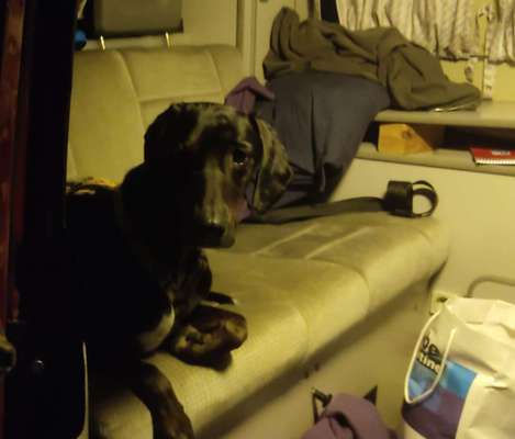 Windhunde - Treffen der besonderen Schönheiten
HERZLICH WILLKOMMEN-Beitrag-Bild