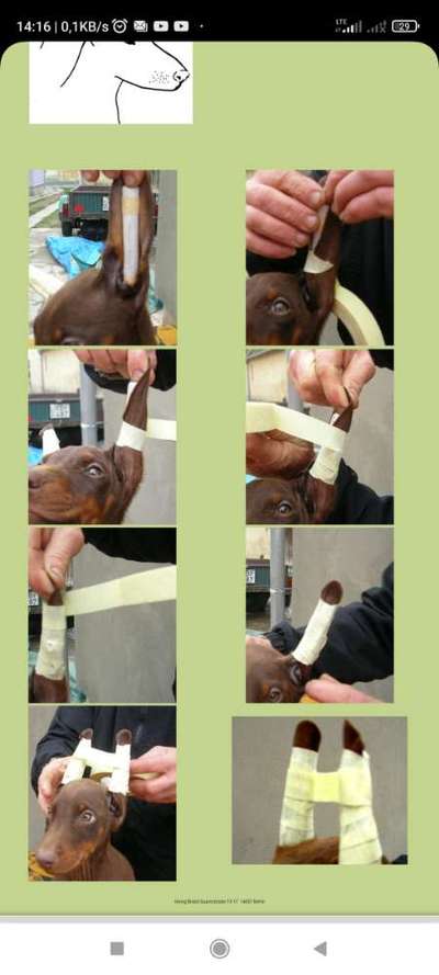 Kupierte Dobermänner-Beitrag-Bild