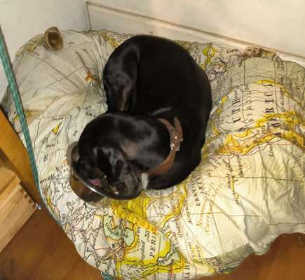 Windhunde - Treffen der besonderen Schönheiten
HERZLICH WILLKOMMEN-Beitrag-Bild