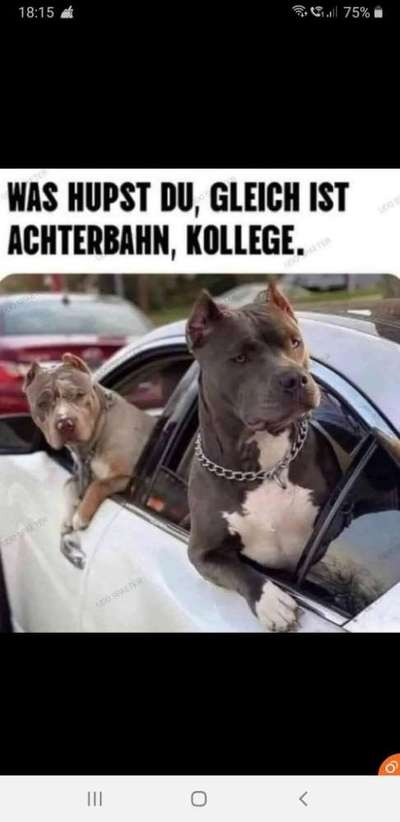 Hunde Memes-Beitrag-Bild