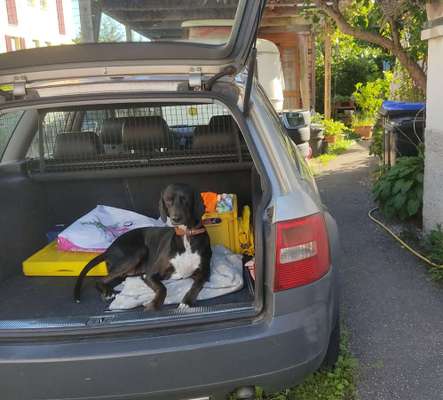 Windhunde - Treffen der besonderen Schönheiten
HERZLICH WILLKOMMEN-Beitrag-Bild