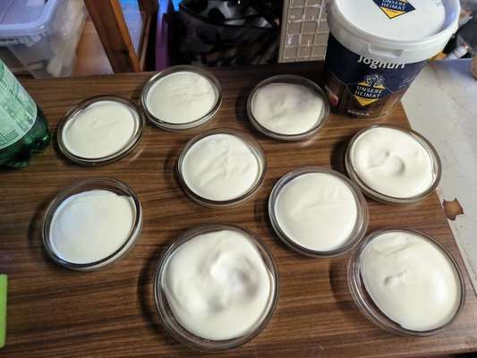 Hundeeis vermeiden?-Beitrag-Bild