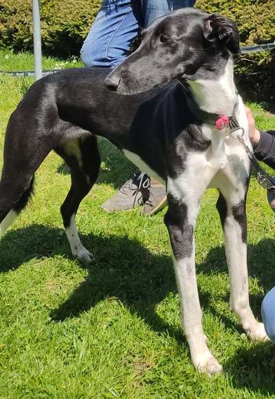 Windhunde - Treffen der besonderen Schönheiten
HERZLICH WILLKOMMEN-Beitrag-Bild