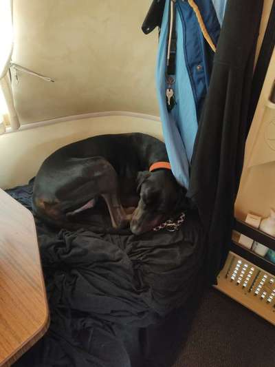 Windhunde - Treffen der besonderen Schönheiten
HERZLICH WILLKOMMEN-Beitrag-Bild