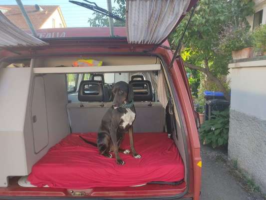 Windhunde - Treffen der besonderen Schönheiten
HERZLICH WILLKOMMEN-Beitrag-Bild