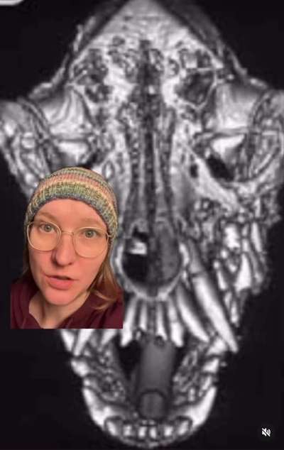 Hochwertiges / Bedarfsgerechtes Nassfutter (ohne Barfen), welches nur?-Beitrag-Bild