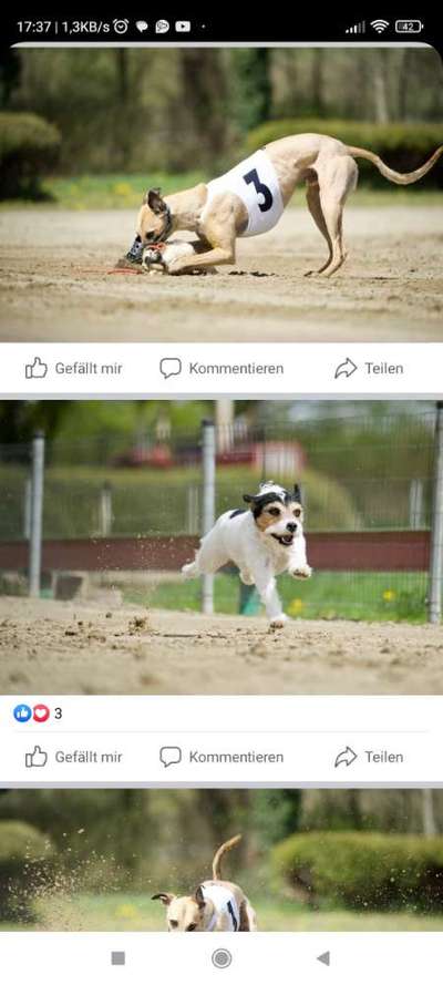 Windhunde - Treffen der besonderen Schönheiten
HERZLICH WILLKOMMEN-Beitrag-Bild