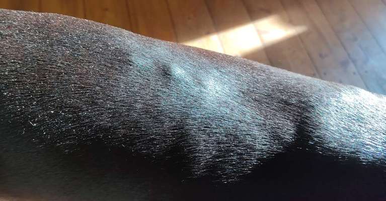 Windhunde - Treffen der besonderen Schönheiten
HERZLICH WILLKOMMEN-Beitrag-Bild