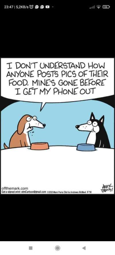 Hunde Memes-Beitrag-Bild