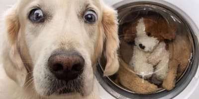 Hunde Memes-Beitrag-Bild