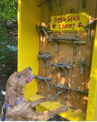 Hunde Memes-Beitrag-Bild