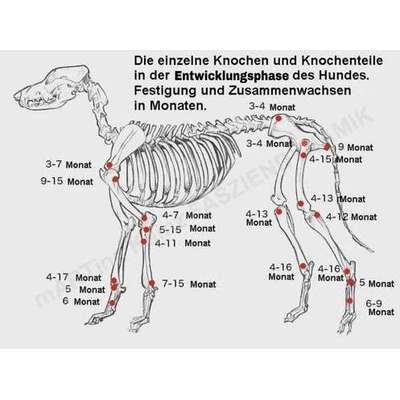 Futtermenge bei sportlichen/aktiven Rassen-Beitrag-Bild