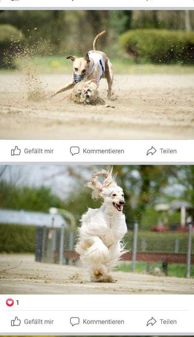 Windhunde - Treffen der besonderen Schönheiten
HERZLICH WILLKOMMEN-Beitrag-Bild