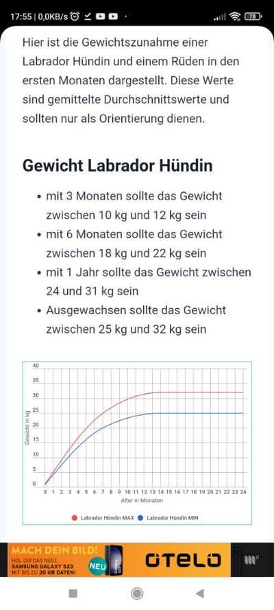 Welpe untergewichtig-Beitrag-Bild
