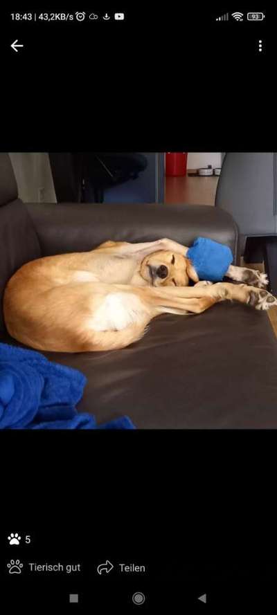 Windhunde - Treffen der besonderen Schönheiten
HERZLICH WILLKOMMEN-Beitrag-Bild