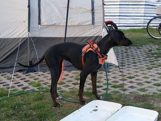 Windhunde - Treffen der besonderen Schönheiten
HERZLICH WILLKOMMEN-Beitrag-Bild