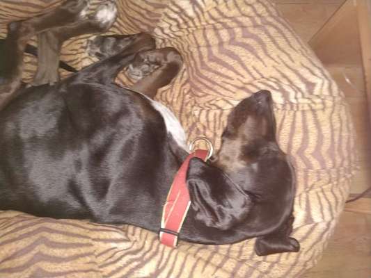 Körbchen / Hundebett-Beitrag-Bild