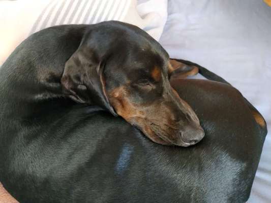 Windhunde - Treffen der besonderen Schönheiten
HERZLICH WILLKOMMEN-Beitrag-Bild