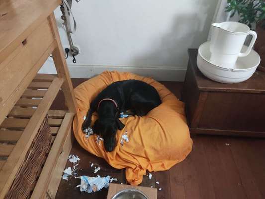 Windhunde - Treffen der besonderen Schönheiten
HERZLICH WILLKOMMEN-Beitrag-Bild