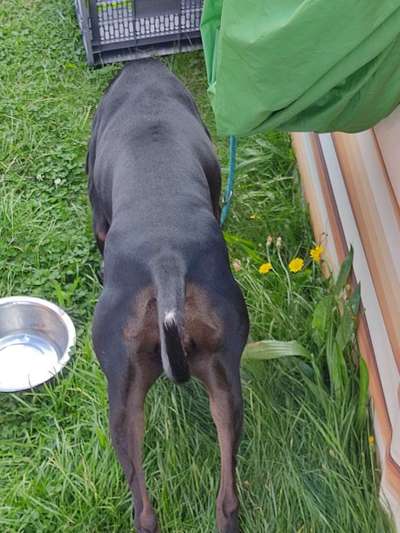 Der Gewichts-Thread-Beitrag-Bild