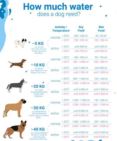Wie hoch soll der Fleischanteil sein?-Beitrag-Bild