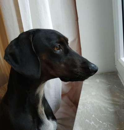 Wo sind hier die Dobermänner-Beitrag-Bild