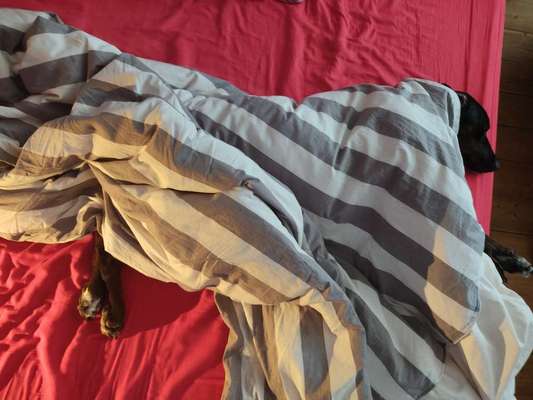 Windhunde - Treffen der besonderen Schönheiten
HERZLICH WILLKOMMEN-Beitrag-Bild