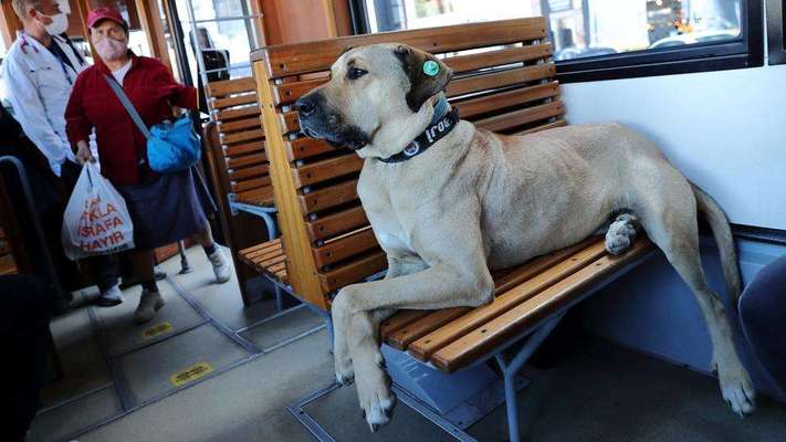 Kangal Fans ! ! ! !-Beitrag-Bild