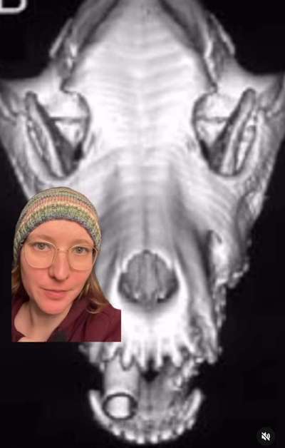 Hochwertiges / Bedarfsgerechtes Nassfutter (ohne Barfen), welches nur?-Beitrag-Bild