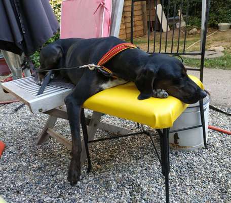 Mischlingshunde Foto Aufruf-Beitrag-Bild