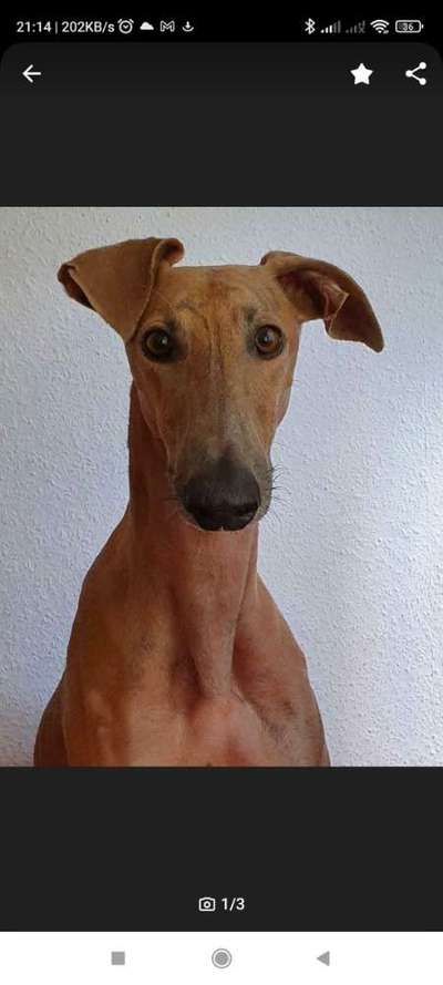 Windhunde - Treffen der besonderen Schönheiten
HERZLICH WILLKOMMEN-Beitrag-Bild