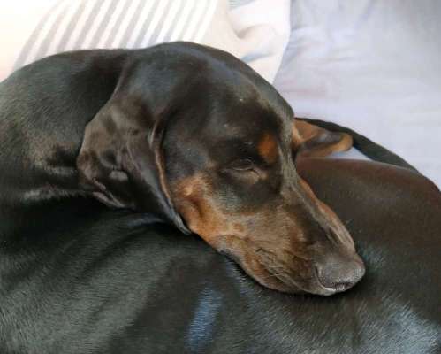 Wo sind hier die Dobermänner-Beitrag-Bild