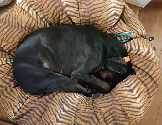 Körbchen / Hundebett-Beitrag-Bild