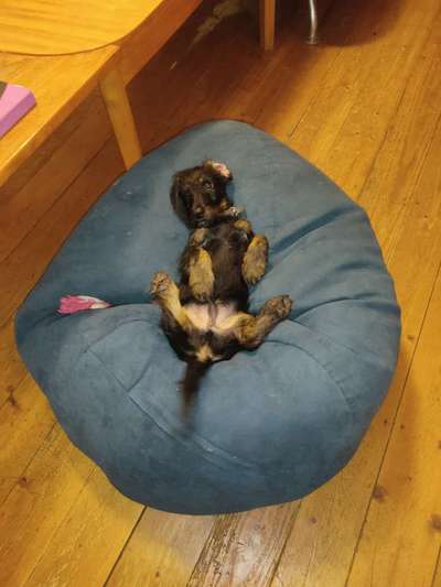 Windhunde - Treffen der besonderen Schönheiten
HERZLICH WILLKOMMEN-Beitrag-Bild