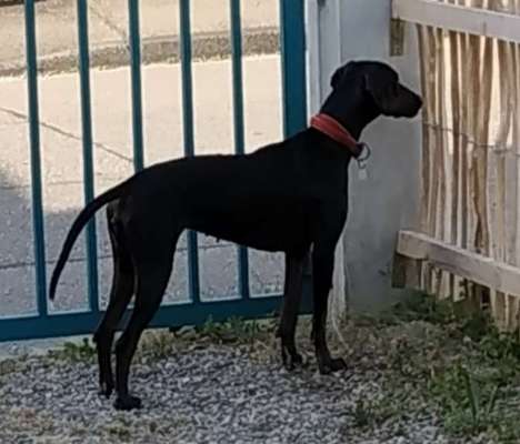 Wo sind hier die Dobermänner-Beitrag-Bild