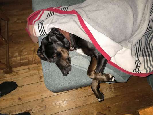 Fake News in der Hundewelt-Beitrag-Bild