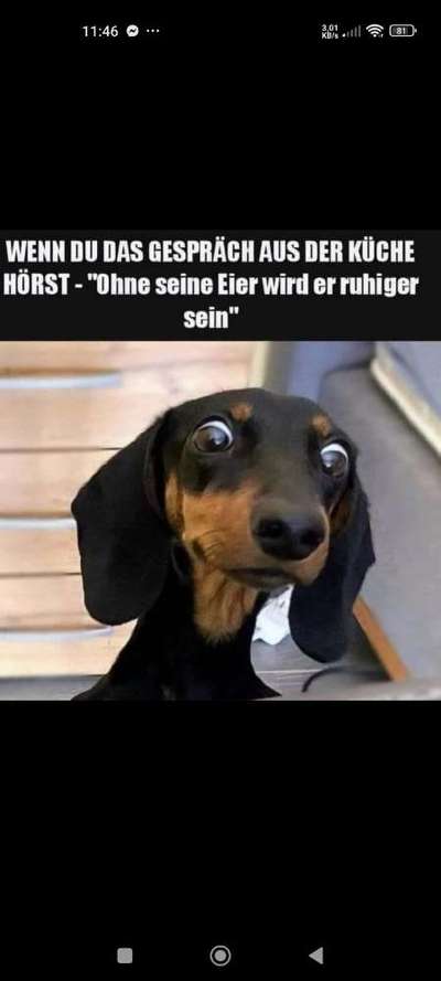 Hunde Memes-Beitrag-Bild