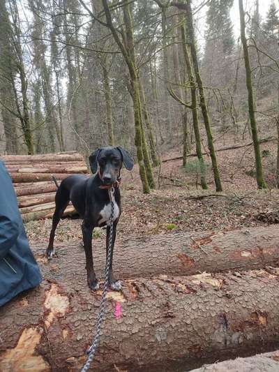 Dogorama Photo Challenge - Gassipause-Beitrag-Bild