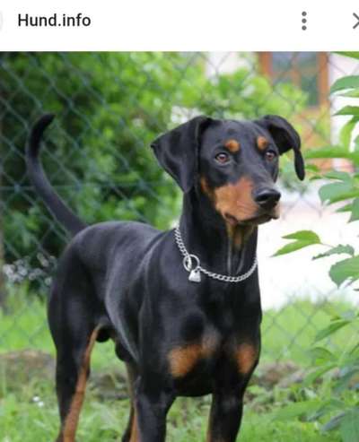 Windhunde - Treffen der besonderen Schönheiten
HERZLICH WILLKOMMEN-Beitrag-Bild