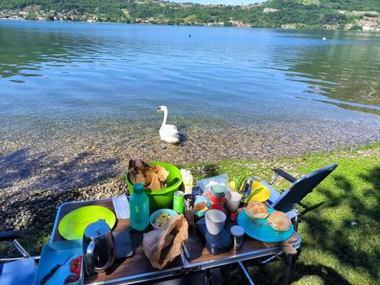 Camping mit Hund/en-Beitrag-Bild