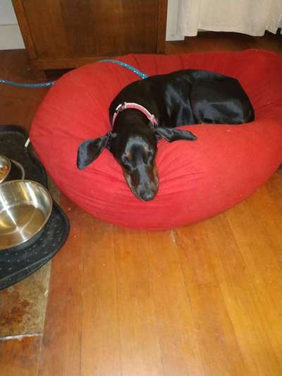 Körbchen / Hundebett-Beitrag-Bild