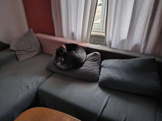 Fake News in der Hundewelt-Beitrag-Bild